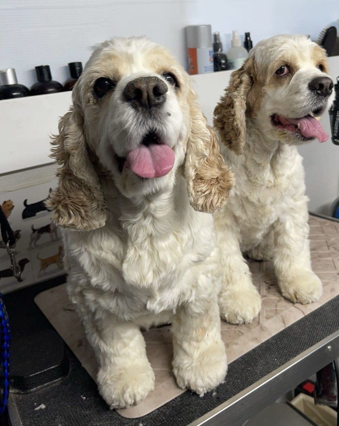 Cocker spaniels · bath and tidy — after