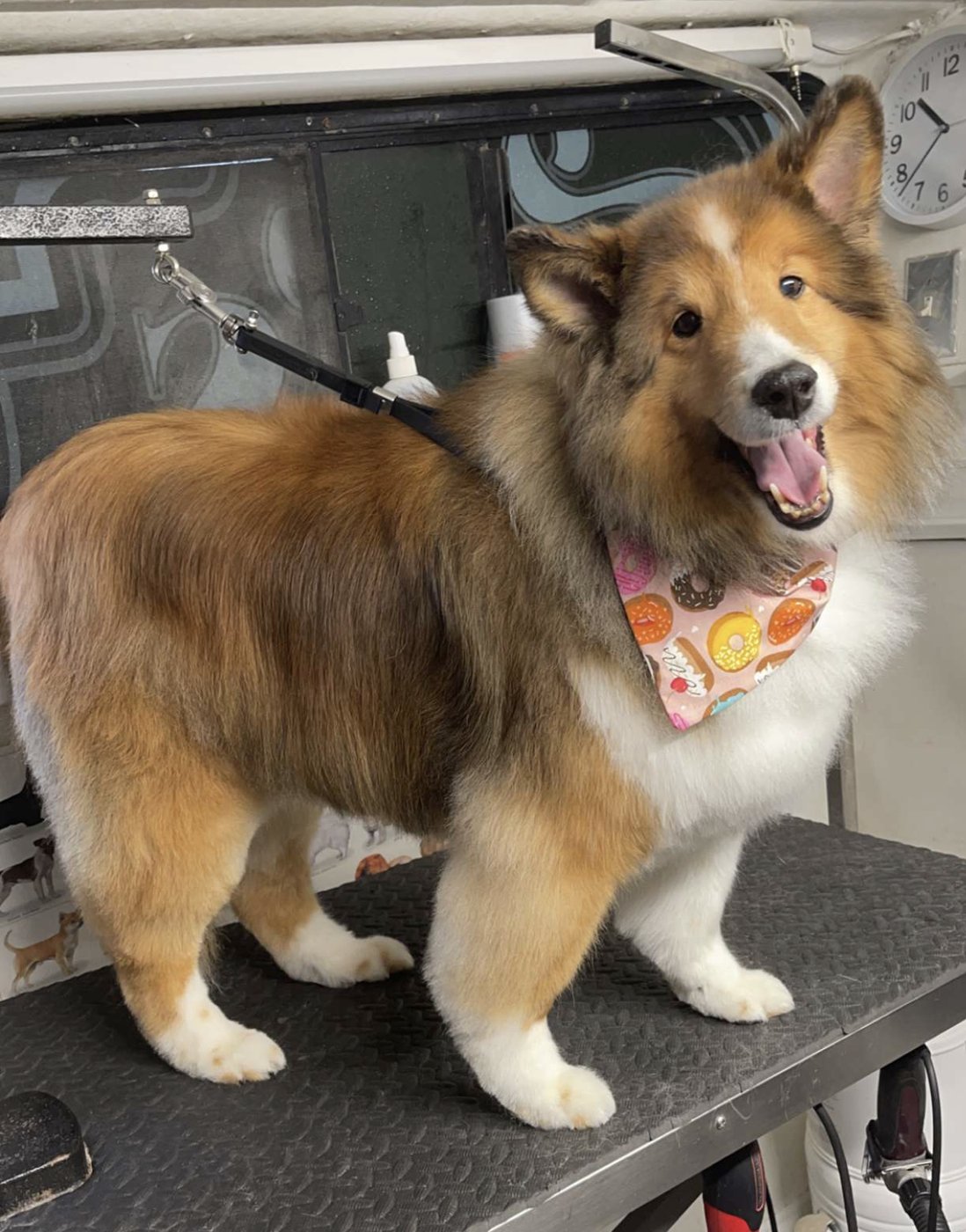 Sheltie · deshed and blow-out — after