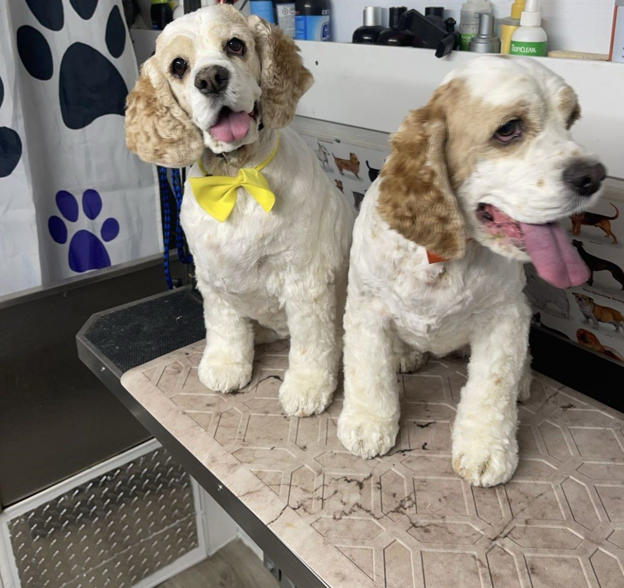 Cocker spaniels · bath and tidy — before